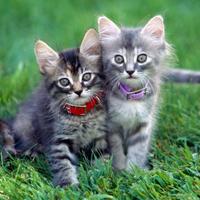 Stokey Cats and Dogs (@stokeycatsndogs) 's Twitter Profile