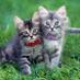 Stokey Cats and Dogs (@stokeycatsndogs) Twitter profile photo Stokey Cats and Dogs (@stokeycatsndogs) Twitter profile photo