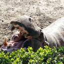 Roxana Quiñones - @quinones_roxana - Twitter