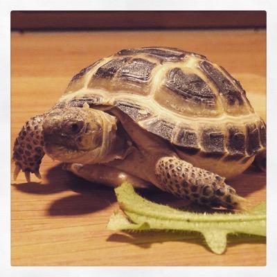Recently adopted, somwhat cynical, mildly sarcastic tortoise. Partial to curly kale
