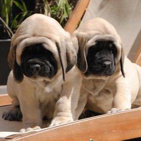 Eleveur professionnel et passionné de mastiffs anglais .English mastiffs breeder in France. We send puppies in all the world ....