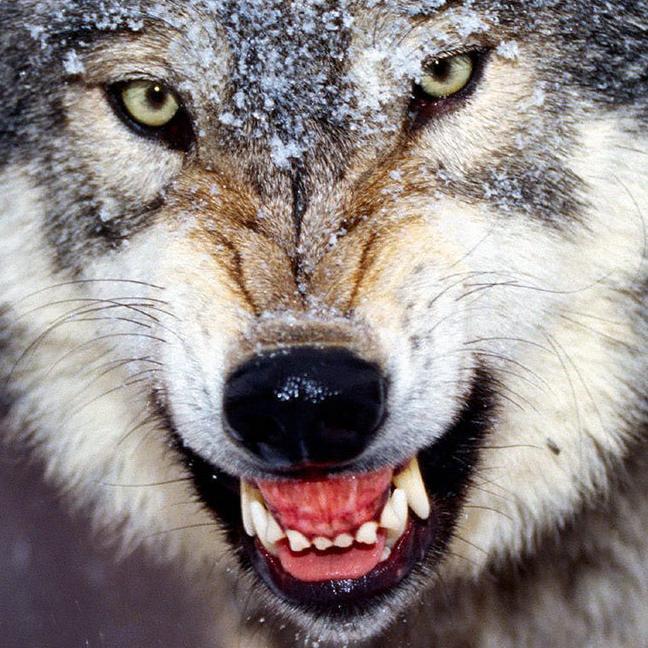 TheSiegeWulf's profile picture. Out of work advice animal. Likes video games and books. Bites intolerant people. Eats cute things and cats. Often rants. Currently playing ESO Xbox One NA.