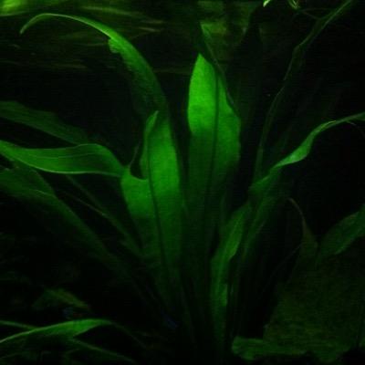 Aqua_tipps's profile picture. 