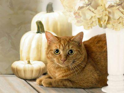 lilyhuffman368's profile picture. i love youtube (of corse) ive been watching youtube since i was five or 8 i cant remember if u have a any utubers i might be intrested in