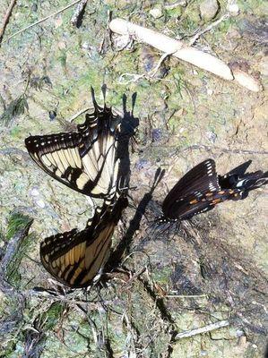 BaumanSharon's profile picture. 