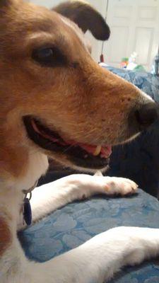 I was a rescued Basenji/Collie/Jack Russel mix. My owner thought I had a British Accent.