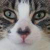 Coinmarket Cat