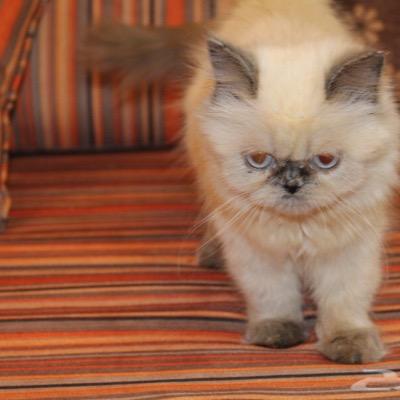 abdokhalifa's profile picture. طبت حيا وميتا يارسول الله