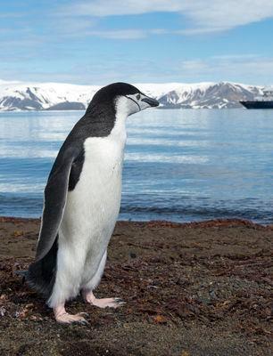 My name is Kate, my joints aren't great, and I like penguins. Says it all!