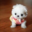 Rocío aparicio - @rapariciolagos - Twitter