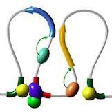 Enhancer/loops paper (@loops_enhancers) 's Twitter Profile