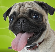 doglifevideo's profile picture. Funny dog videos shown to all :-) Go there now!
