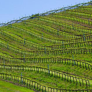 SLOcoastliving's profile picture. Joyful living in San Luis Obispo county.