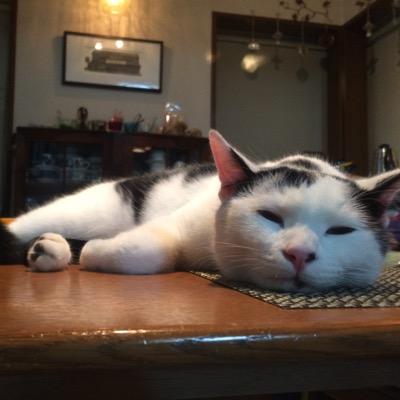 🐈ひろちゃん🐈さんのプロフィール画像