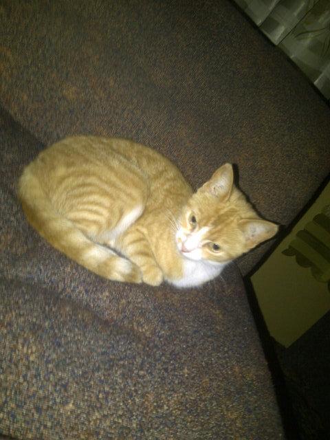 Yes i do what a normal cat does.. so dont expect my tweets to be fun