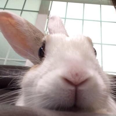 13歳でお月様組に仲間入りしたふくちゃんです(*´ｪ`*) オカメインコの大福をお迎えしました🐣R3.10.4