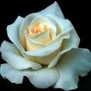 Nadia Mccall - @Liliyenet - Twitter