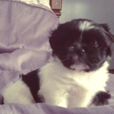 shillis95's profile picture. 