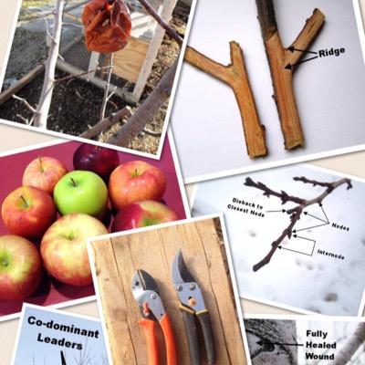 Horticultural pruning of fruit trees and other specialty trees and shrubs. One-on-one, on-site fruit tree pruning workshops. #fruittreepruning #fruittrees #Utah