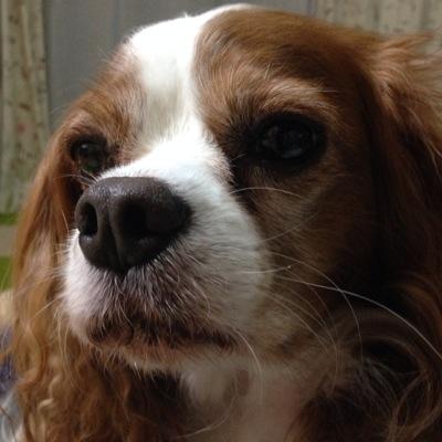 ponkichi_oyaji's profile picture. 