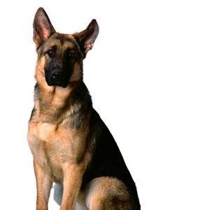 Do you love your dog? Then, Follow us to give your support.