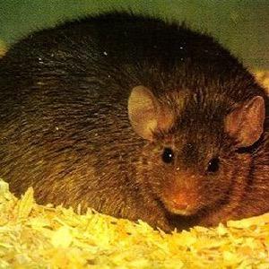 big fat rats big fat rats twitter
