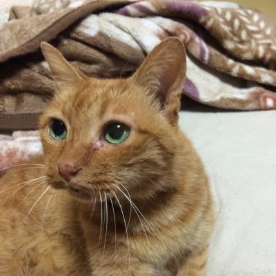 微妙に復活、主に釣りと猫