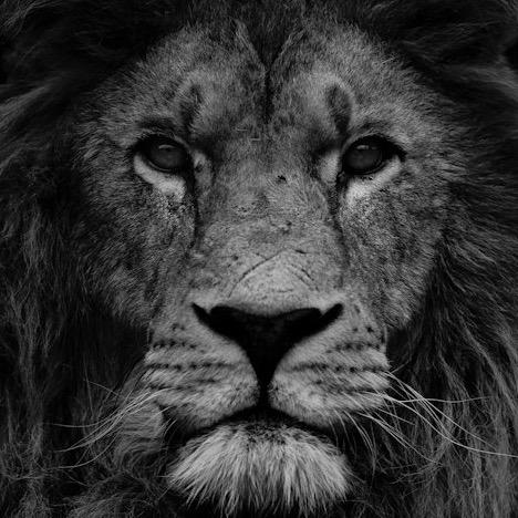 lionsheartfit's profile picture. Sharing Our Passion For All Things Fit And Paleo. Remember to follow us on Intsagram: lionsheartfitness