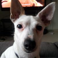 renmaster (@renmaster1) 's Twitter Profile