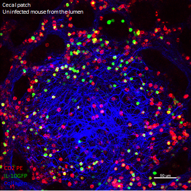 Powrie lab news and mucosal immunology content! Tweets by members of the Powrie lab, not necessarily representative of the lab as a whole