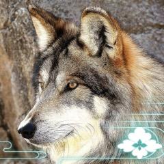 sabatail's profile picture. 給料と趣味の幅がひろい転勤族