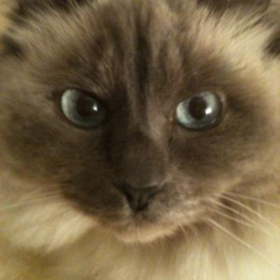 scmoreau's profile picture. 