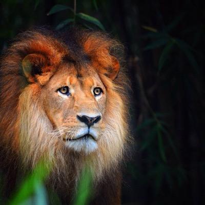 TRUE_FAITH_DUTY's profile picture. Chevy drives America.