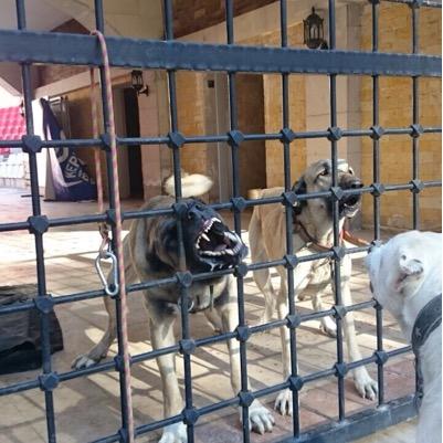 AkyolasiAkyol's profile picture. 