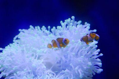 JENSONCALLANDE1's profile picture. Rotherham United fan all round nice guy.and padi scuba diver