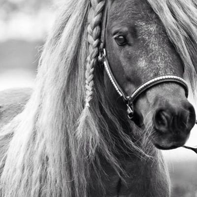 Lavitana the best - Ride like there is no tomorrow Diëgo, Boots, Winnetou, Dandy, Sjaggy, Megan