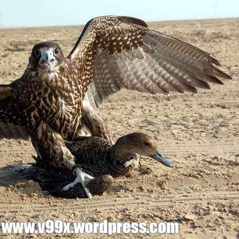٤٠ سنة افضل كبيرة بالعمر .الثقة اساس العلاقة..حياكم خاص والسكايب surgon123