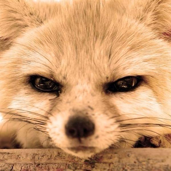 fodiam55's profile picture. 