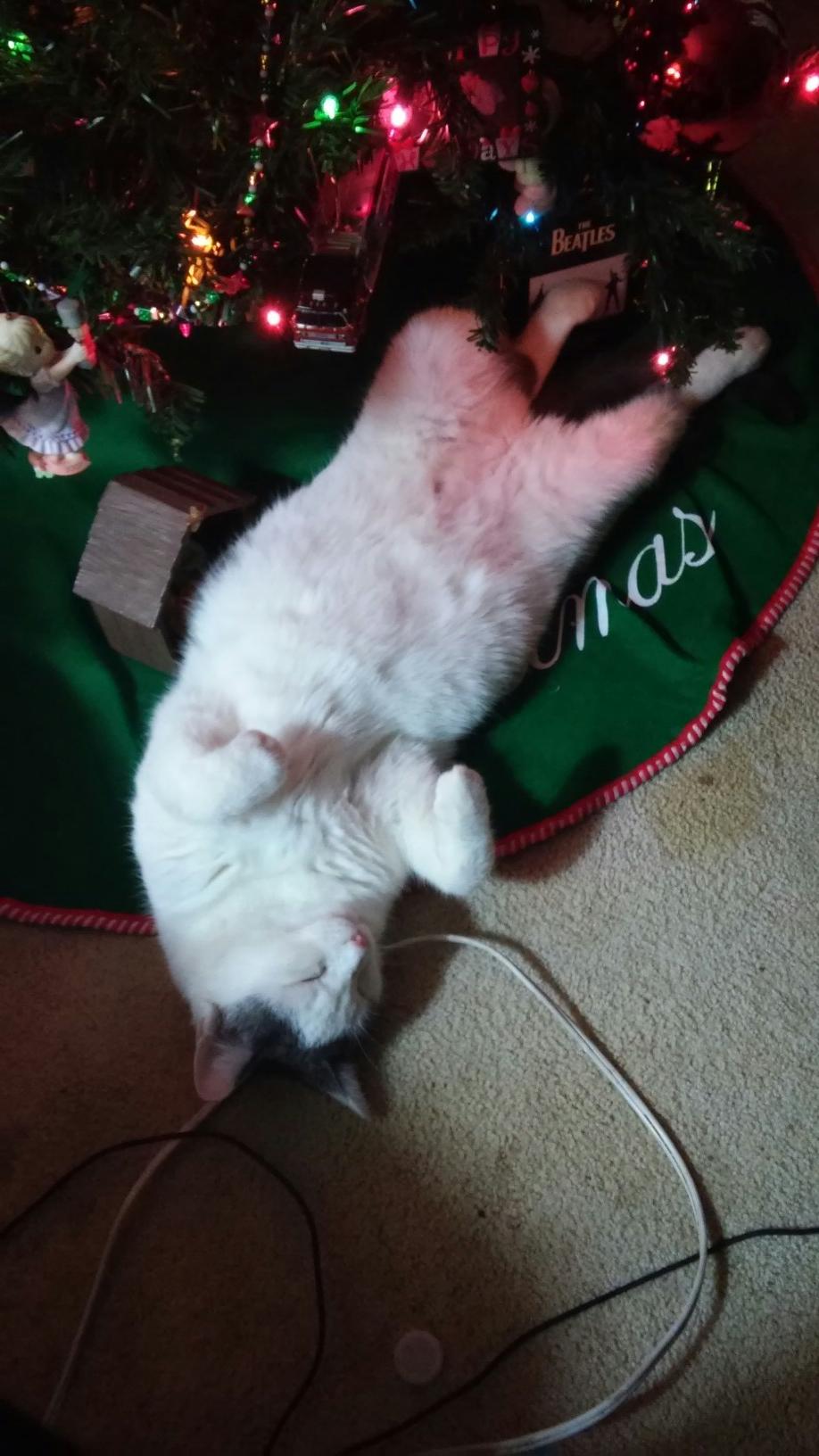 Jack the cat Twitter page...
