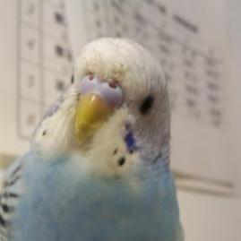 トトリ