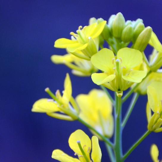 108_sachi's profile picture. 