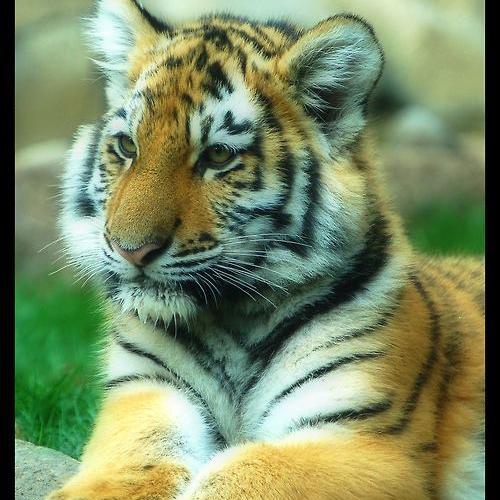 saisanth's profile picture. 