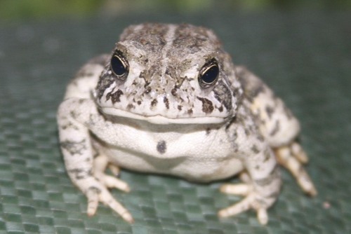 MikeSDoodle's profile picture. CISSP | CISM | GPEN | GRID | GCIP | GICSP | GCCC | CEH | ITIL | CCNA | CCNA Security