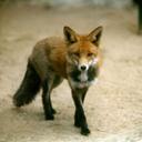 Robert Voss - @robertheinzkarl - Twitter