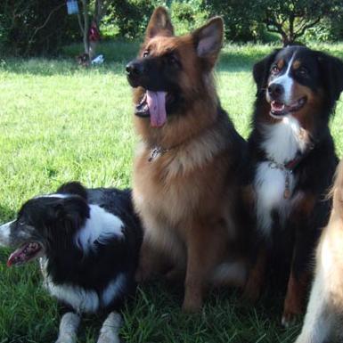 犬 犬大好きクラブ Dogsukisukikur1 Twitter 犬 犬大好きクラブ Dogsukisukikur1 Twitter