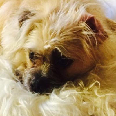 MelancholyPuppy's profile picture. Pug Bichon mix - infinitely sad since 2013, proud #zombiesquad member. Loves long walks, treats, little brofur and slaying zombies.