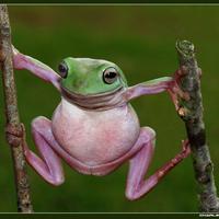 The Frog (@thefroggy66) 's Twitter Profile Photo