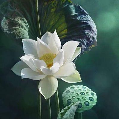 f98519b2ffa0464's profile picture. hàblo español