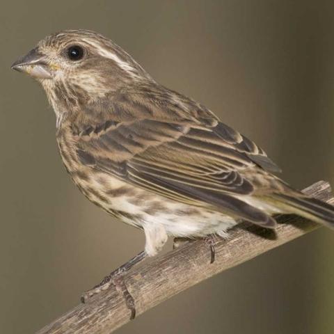 VICEbird's profile picture. 