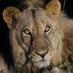 Lions_of_Sabi_Sand (@lionsofsabisand) Twitter profile photo Lions_of_Sabi_Sand (@lionsofsabisand) Twitter profile photo